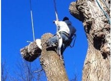 Worker climbing a tree with ropes near cut limb sections