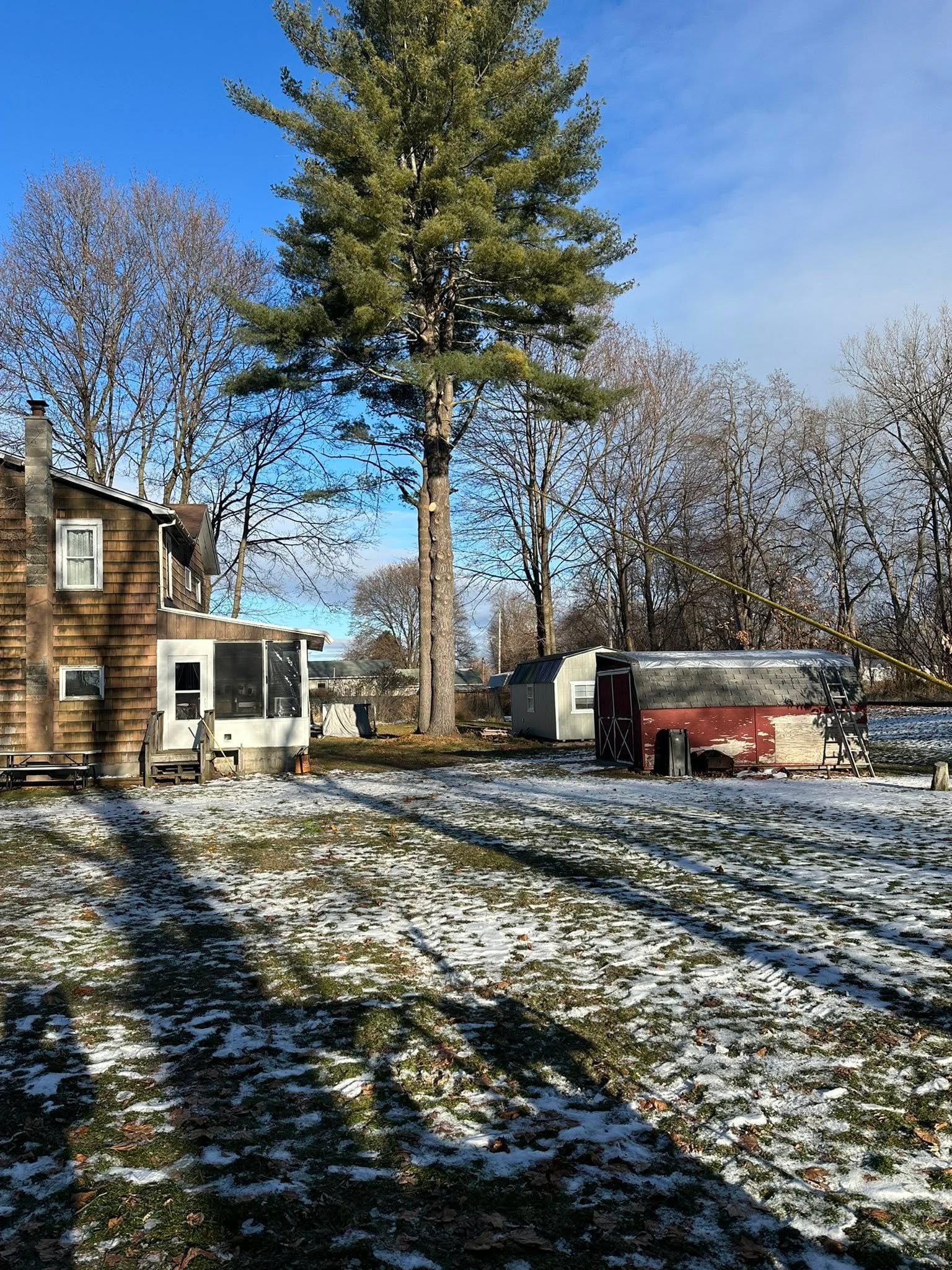 Snow-dusted residential yard after storm-damage tree work