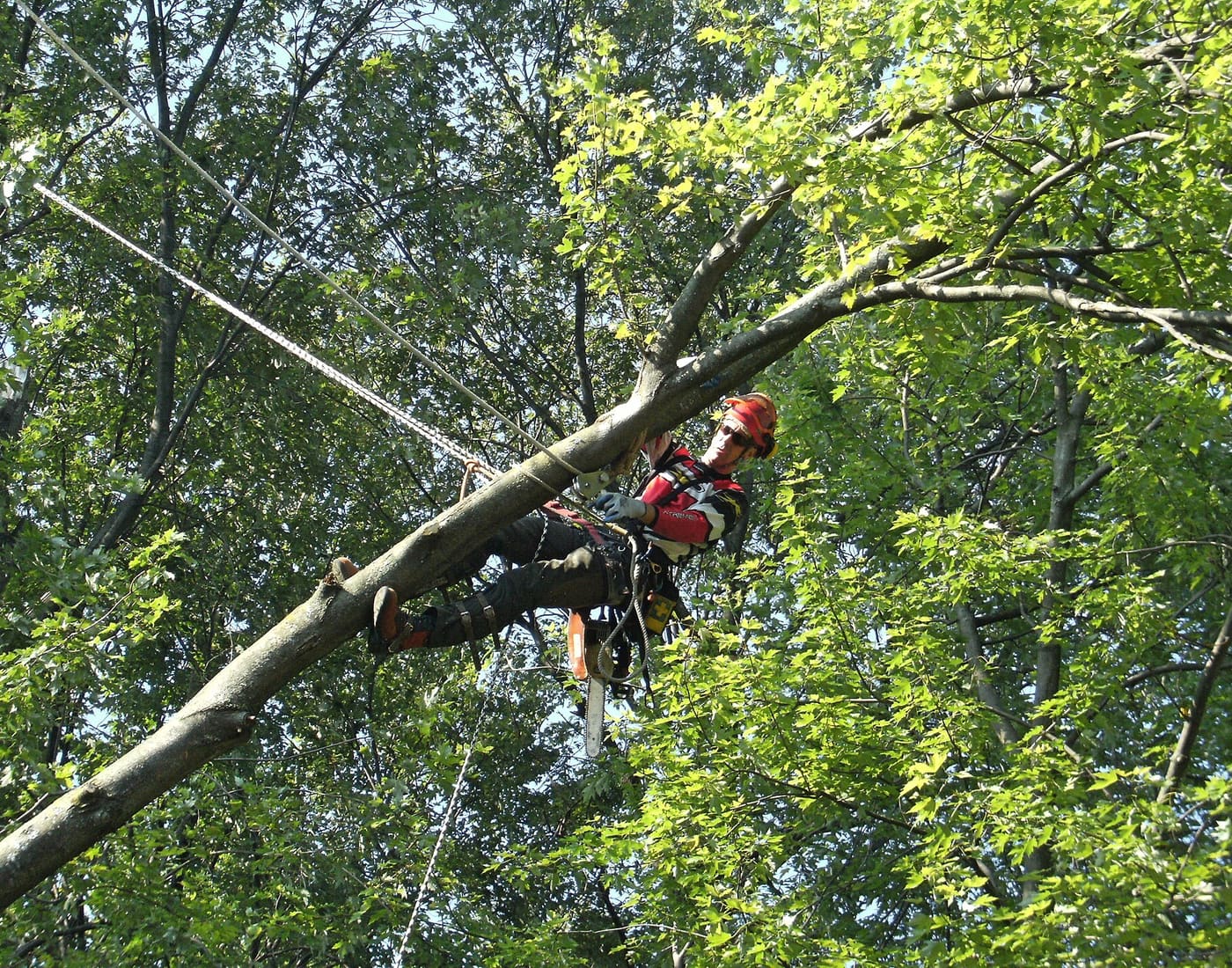 An arborist working from rope in a tree